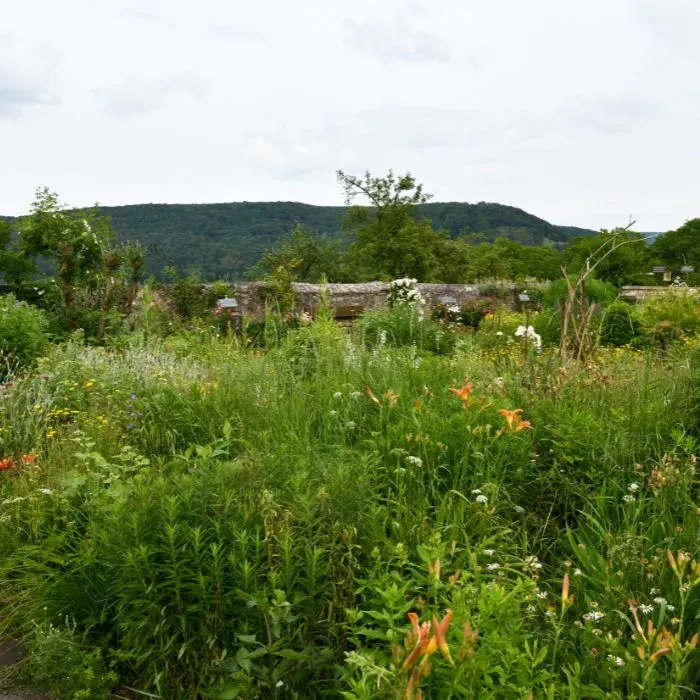 avant_jardin